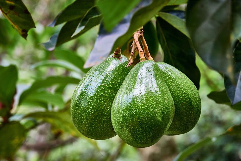 Pensiun Tetap Bergaji dan Hidup Tenang dari Pohon Alpukat